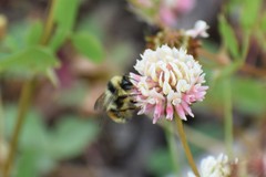 Bombus bifarius