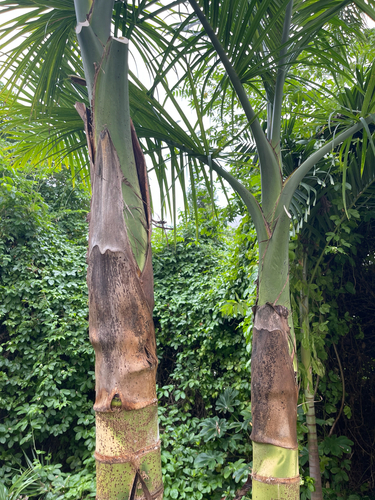 Maya palm (Gaussia maya)