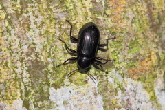 Derosphaerus exularis