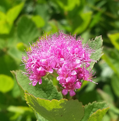 Spiraea splendens