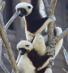 Propithecus coquereli