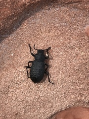 Iphthiminus opacus