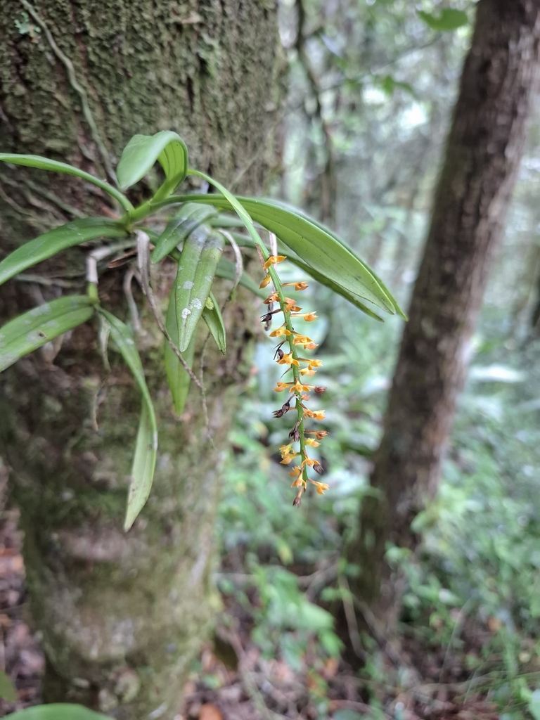 Epidendrum armeniacum