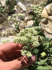 Lepidium appelianum