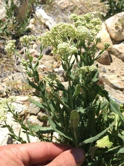 Lepidium appelianum