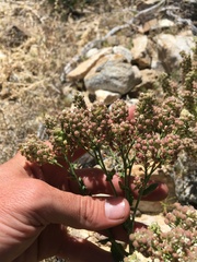 Lepidium appelianum