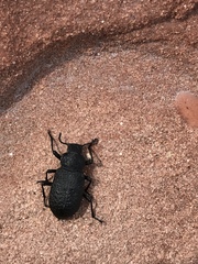 Iphthiminus opacus