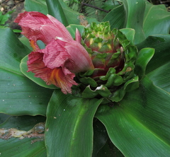 Costus guanaiensis