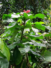 Costus guanaiensis