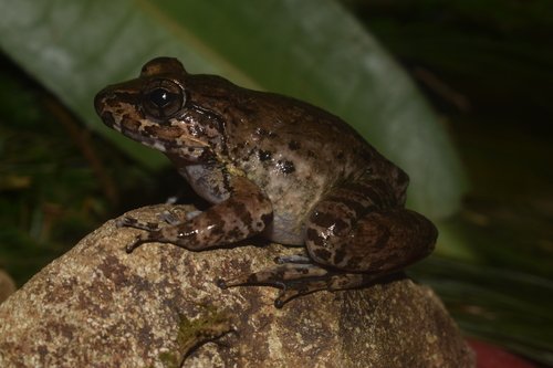Limnonectes magnus observed 2024-06-26