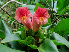 Costus guanaiensis
