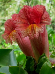 Costus guanaiensis