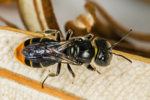 Euryglossa salaris