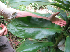 Costus guanaiensis