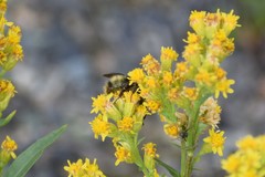 Bombus flavidus flavidus