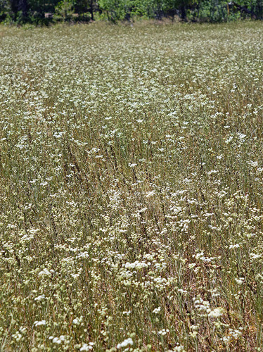 Red-root Yampah (Perideridia erythrorhiza)