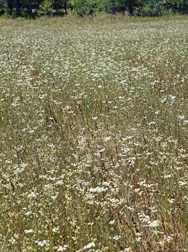 Perideridia erythrorhiza