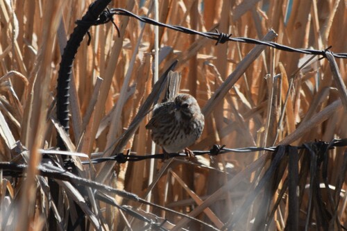 Song Sparrow photographed in New Mexico