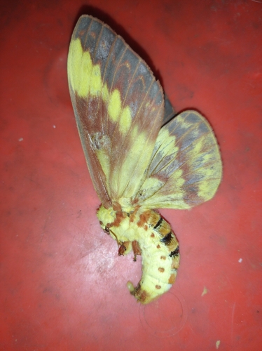 Citheronia laocoon