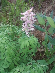 Corydalis caseana brandegeei