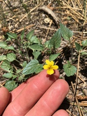 Viola purpurea integrifolia