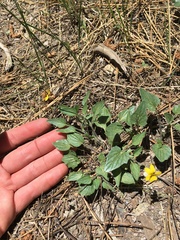 Viola purpurea integrifolia