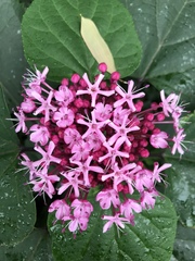 Clerodendrum bungei
