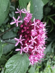Clerodendrum bungei