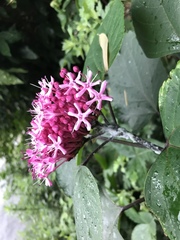 Clerodendrum bungei