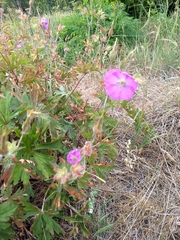 Geranium oreganum