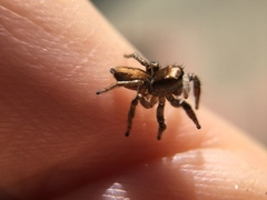Habronattus