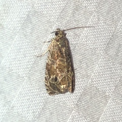 Olethreutes permundana
