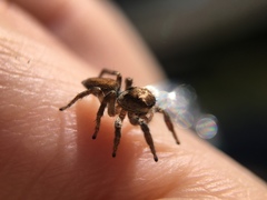 Habronattus