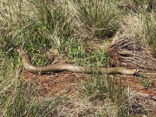 Eastern Brown Snake sighting