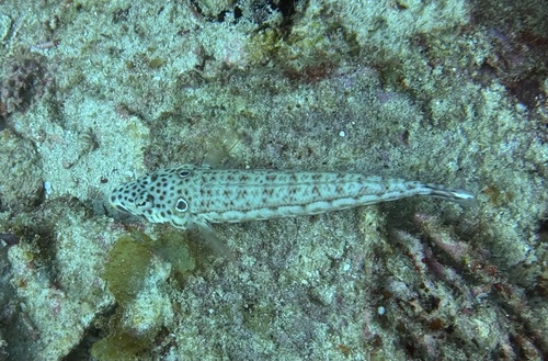 Latticed Sandperch — seen at this dive site