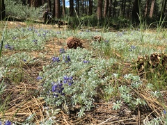 Lupinus breweri grandiflorus