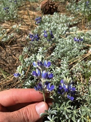 Lupinus breweri grandiflorus