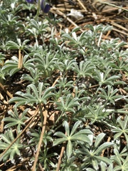 Lupinus breweri grandiflorus