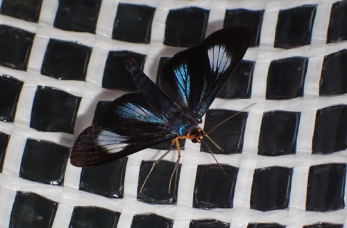 Omiodes grandis