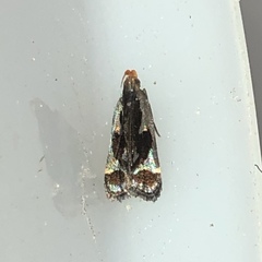 Dichomeris ochripalpella