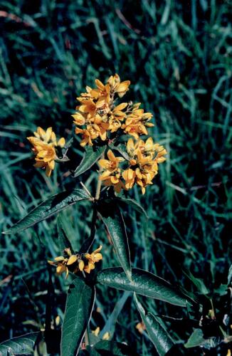Lysimachia vulgaris iNat (1)