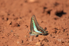 Graphium