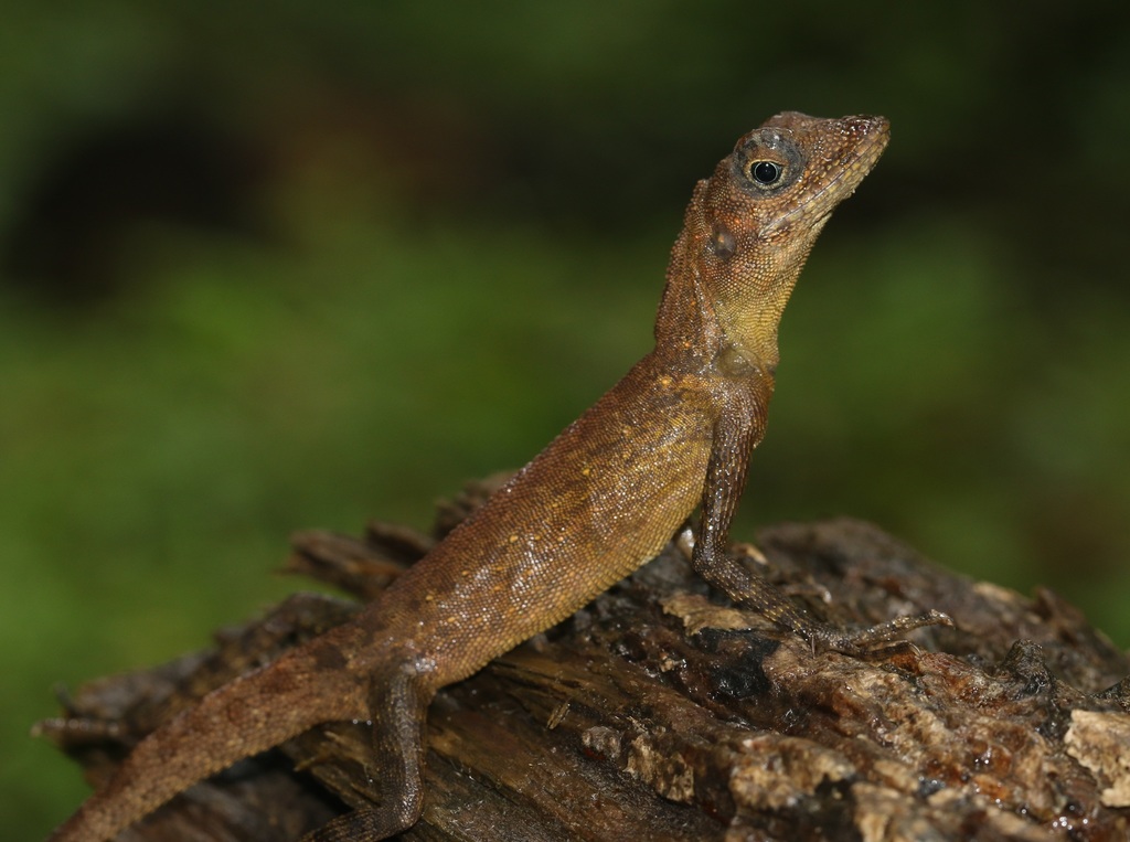 Short-Crested Bay Island Forest Lizard
