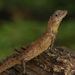 Short-crested Bay Island Forest Lizard - Photo (c) Amila P Sumanapala, some rights reserved (CC BY-NC), uploaded by Amila P Sumanapala
