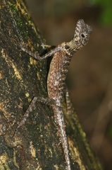 Short-Crested Bay Island Forest Lizard photo 3