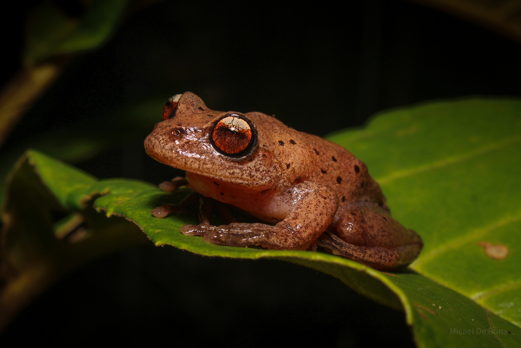 Canebrake Treefrog