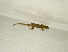 Hemidactylus mabouia