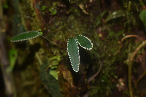 Selliguea albidosquamata observed 2024-06-20