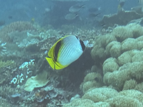 Spotnape Butterflyfish — seen at this dive site