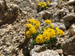 Draba lemmonii